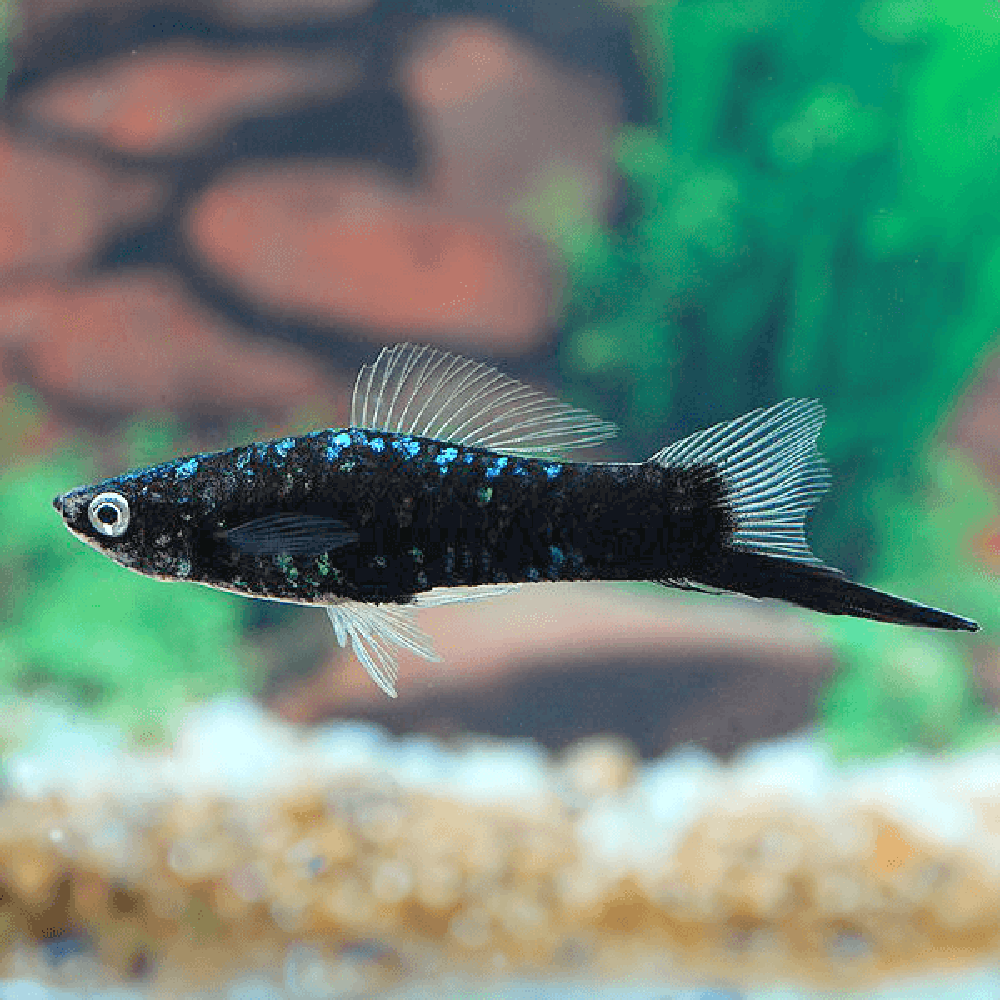 SWORDTAIL - BLACK SWORDTAIL PRS