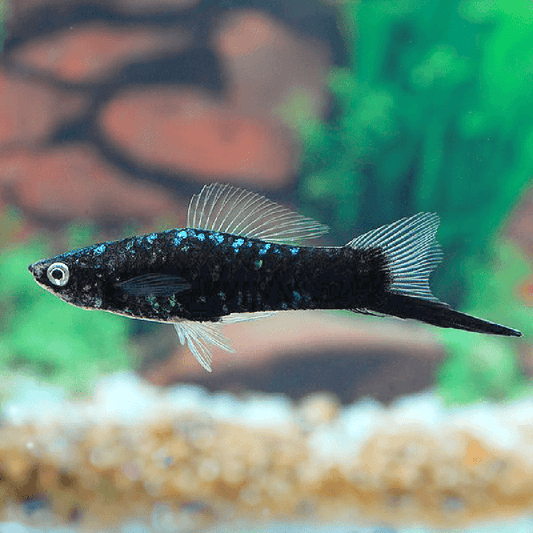 SWORDTAIL - BLACK SWORDTAIL PRS