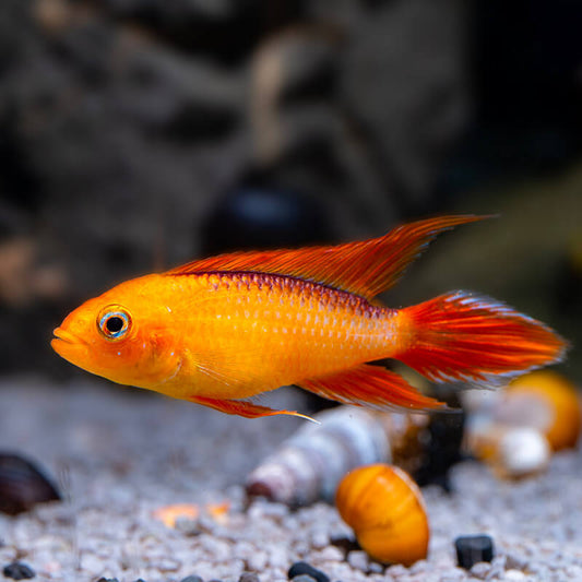 APISTOGRAMMA AGASIZI VAR GOLD "FIRE RED"