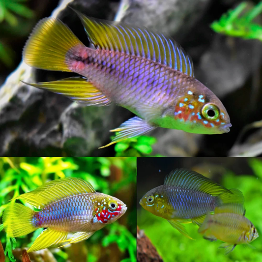 UMBRELLA DWARF CICHLID