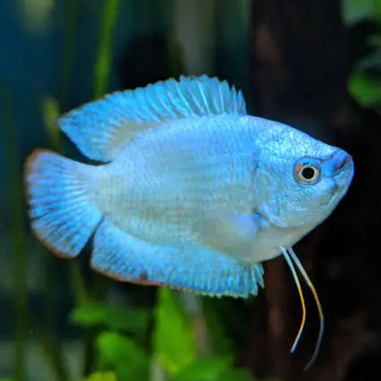 GOURAMIES - BLUE CORAL MALE