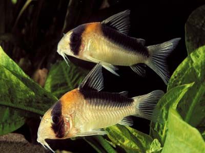 CORYDORAS ADOLFOI