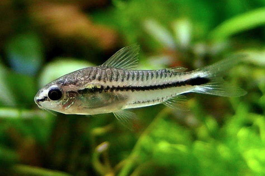 CORYDORAS PIGMY