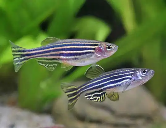DANIO - ZEBRA