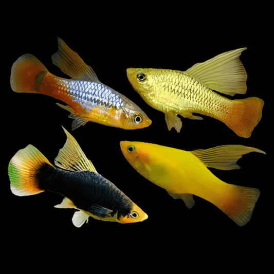 PLATIES - ASSORTED HIFIN PLATY SWORD