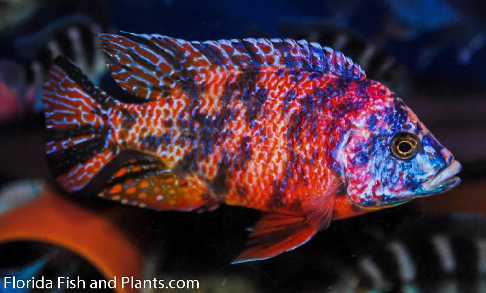 OB PEACOCK AFRICAN CICHLID