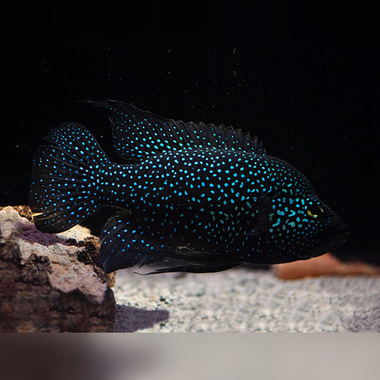 POLLENI CICHLID