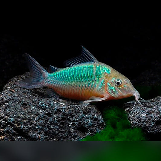 CATFISH - CORYDORAS METALLIC COLOR