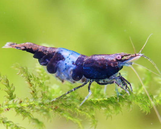 Blue Carbon Rili