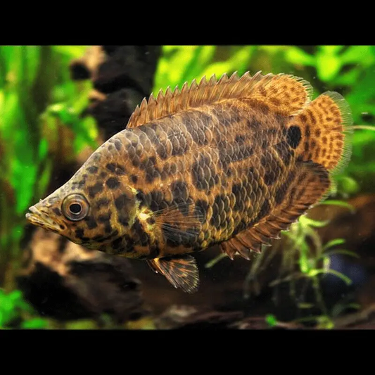 LEOPARD BUSHFISH NO-TAIL