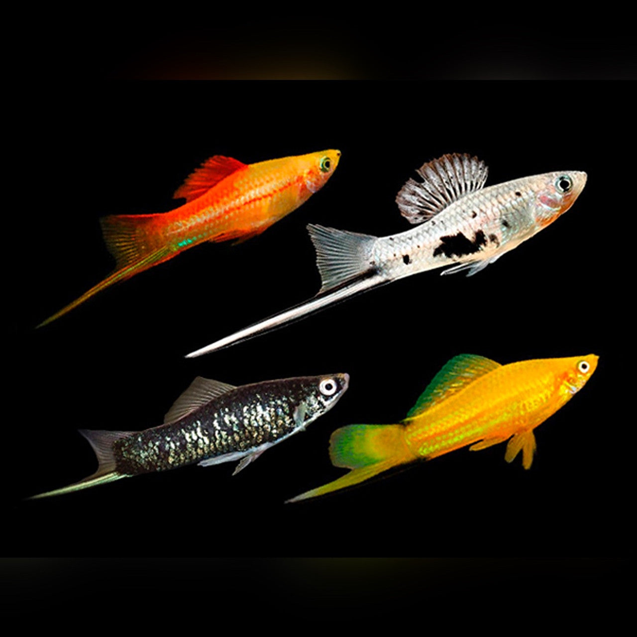 SWORDTAIL - ASSORTED