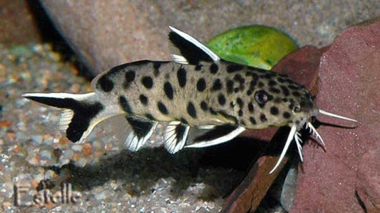 SYNODONTIS PIEDRATUS