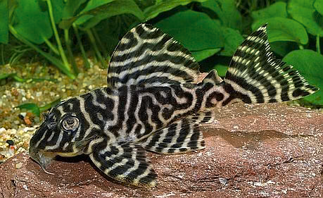 L-333 - King Tiger Pleco