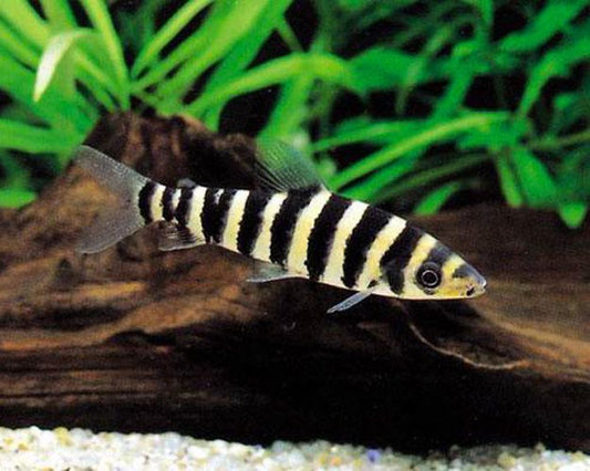 BLACK-BANDED LEPORINUS