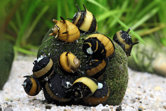 BATMAN SNAIL