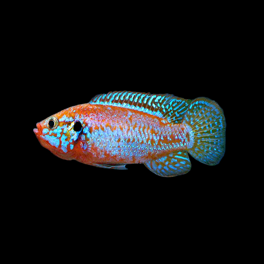 BLUE JEWEL CICHLID