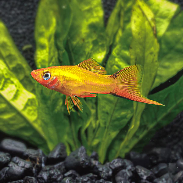 SWORDTAIL - GOLDEN COMET PRS