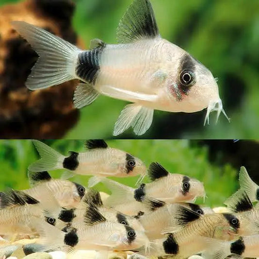 CATFISH - CORYDORAS PANDA