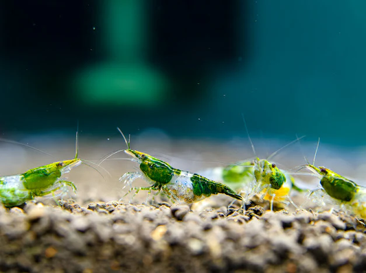 Green Rili