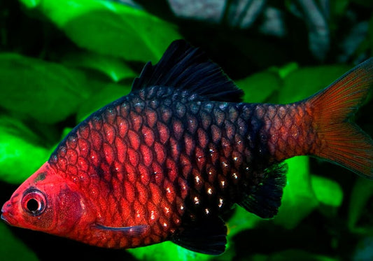 BLACK RUBY BARB