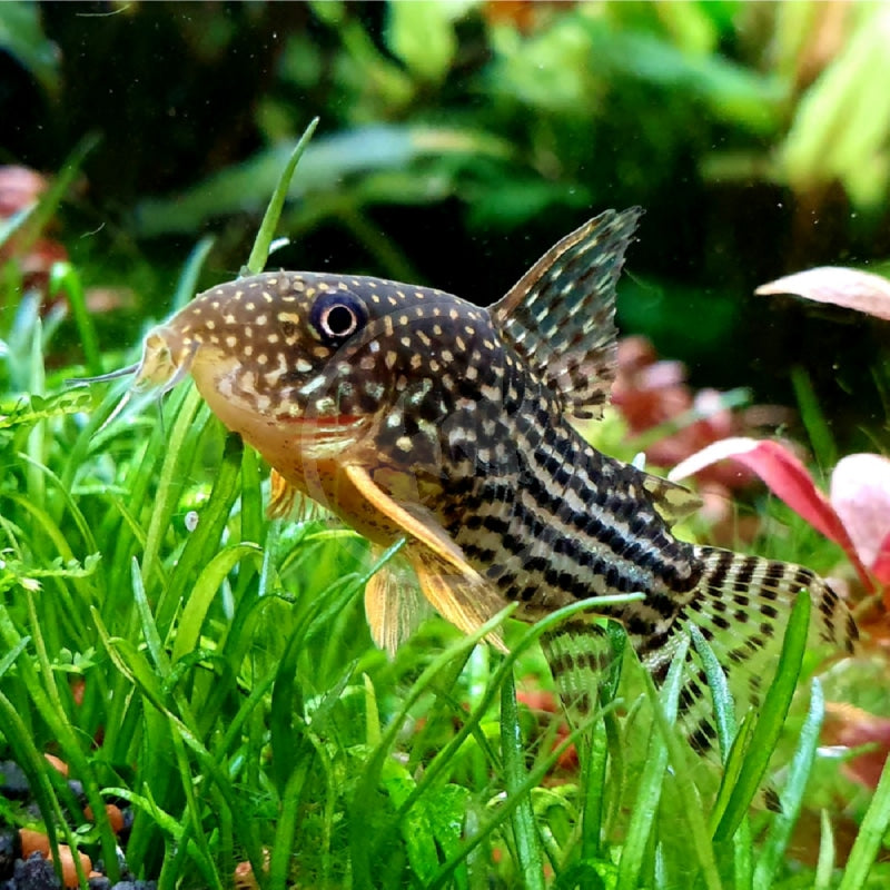 CATFISH - CORYDORAS STERBAI