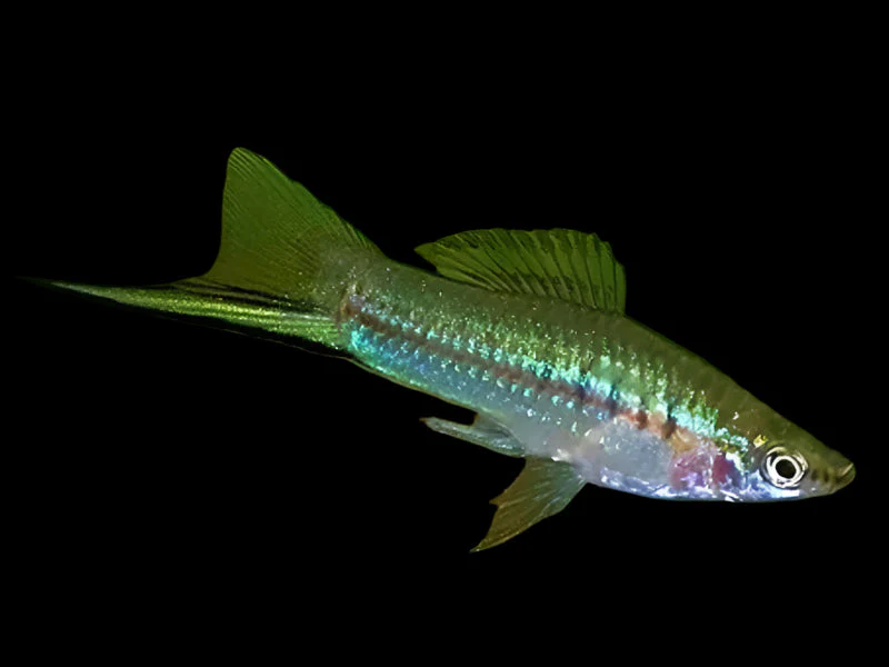 SWORDTAIL - GREEN WAGTAIL