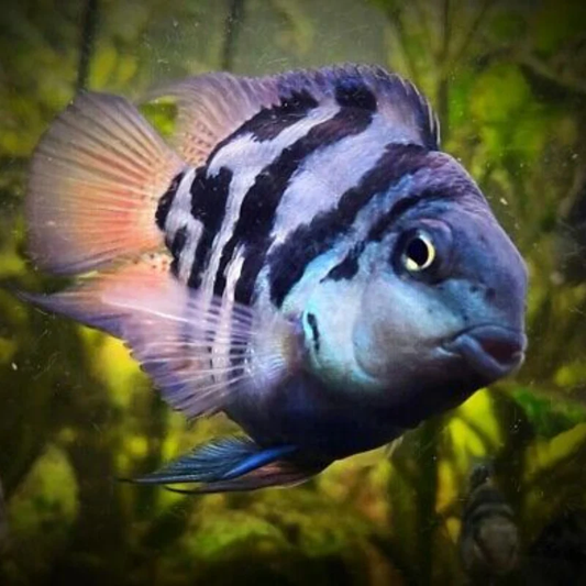 BLUE POLAR PARROT