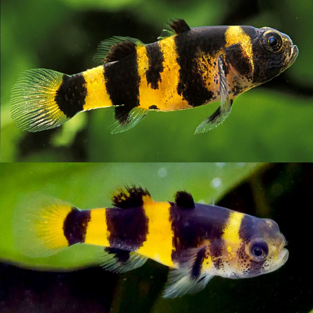 GOBY - BUMBLE BEE