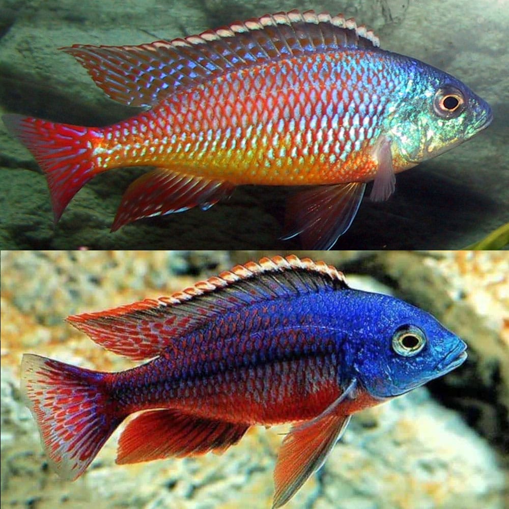 RED EMPRESS HAP. AFRICAN CICHLID