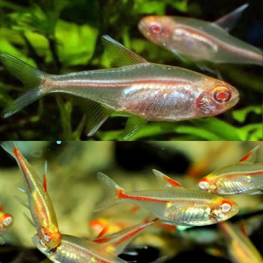 TETRA - ALBINO GLOWLIGHT TETRA