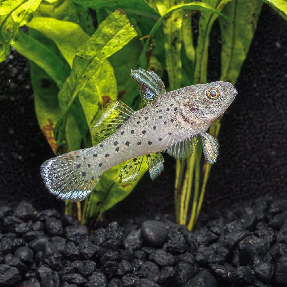 GOBY - KNIGHT