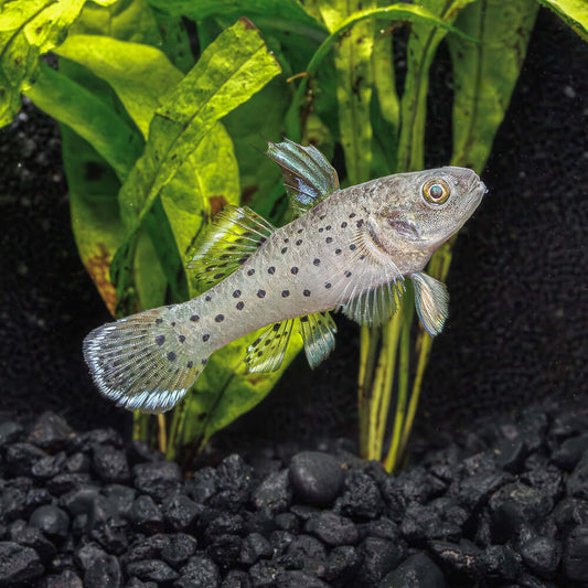 GOBY - KNIGHT