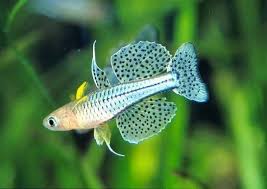 SPOTTED FURCATA