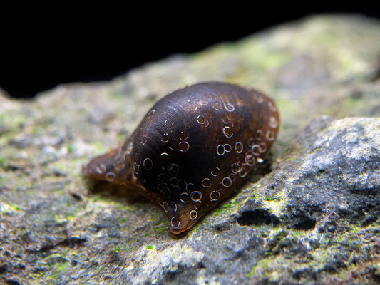 BATMAN SNAIL