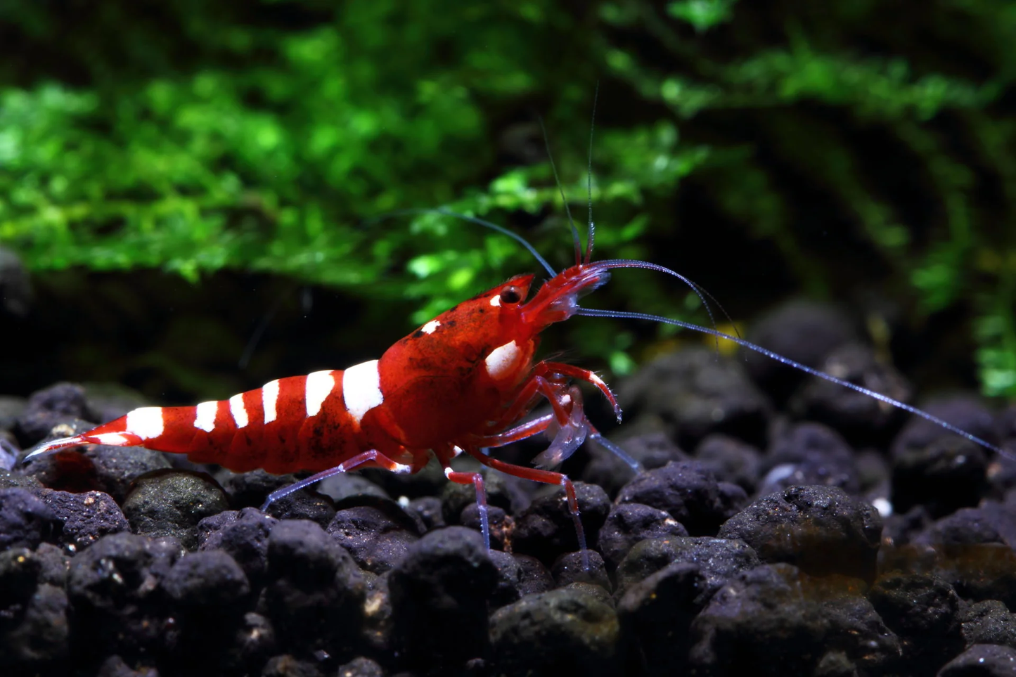Red Pinto