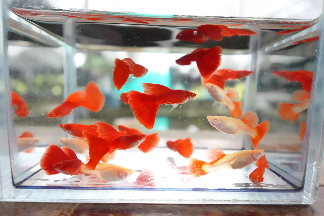 Albino Super Red Thai Fancy Guppy (5 Pack)