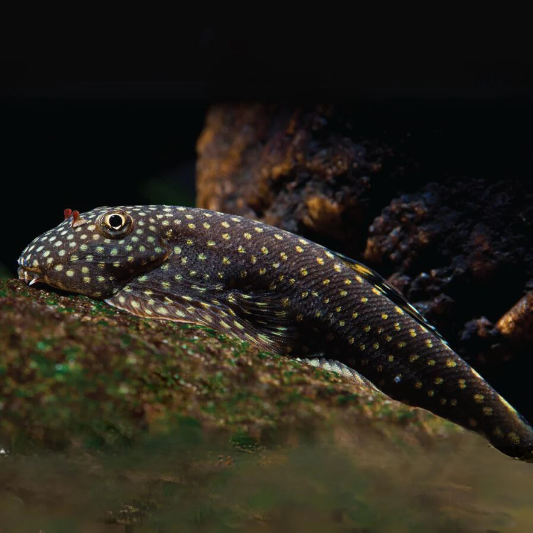 LOACH - SUCKER BORNEO