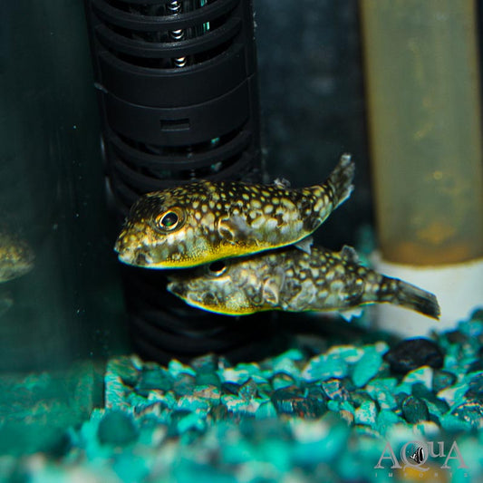 BRACKISH - SPOTTED MILK