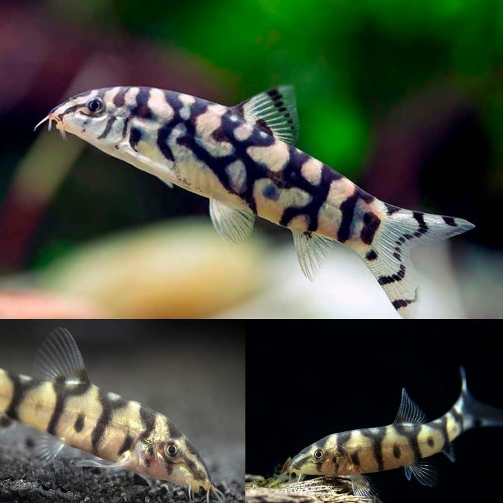 PAKISTANI LOACH