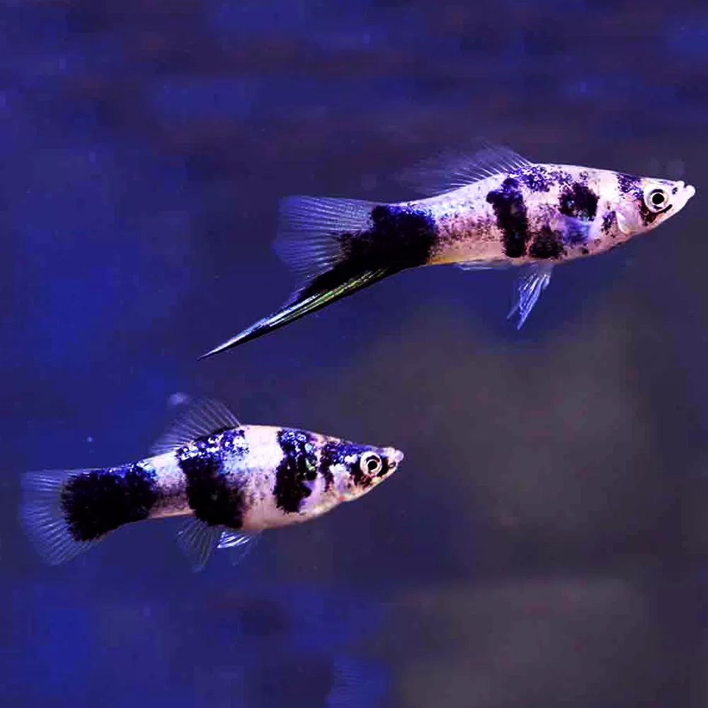 SWORDTAIL - MARBLE SWORD PAIRS