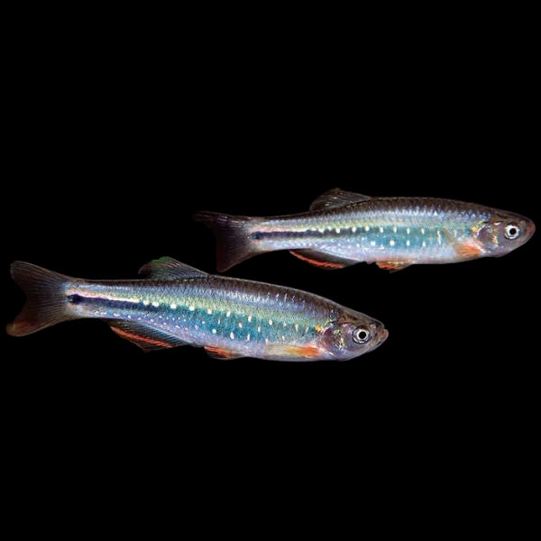 DANIO - YOMA DANIO