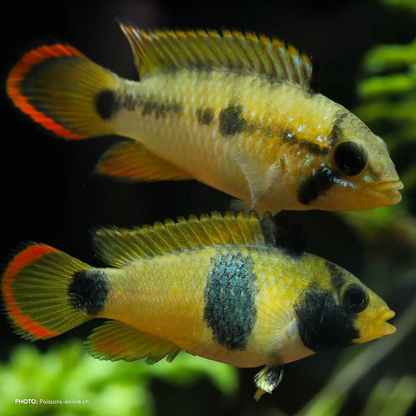 APISTOGRAMMA NIJSSENI