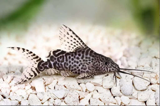 SYNODONTIS FEATHERED FIN