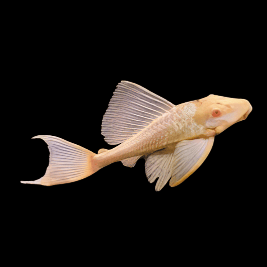 ALBINO HI-FIN RED EYE SUCKER