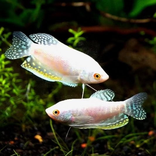 PLATINUM GOURAMI
