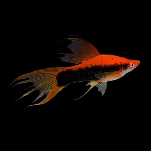 SWORDTAIL - RED LYRETAIL TUXEDO