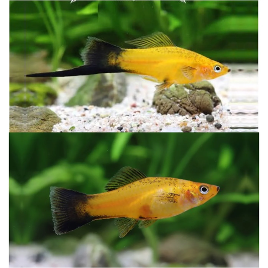 SWORDTAIL - GOLDEN WAGTAIL