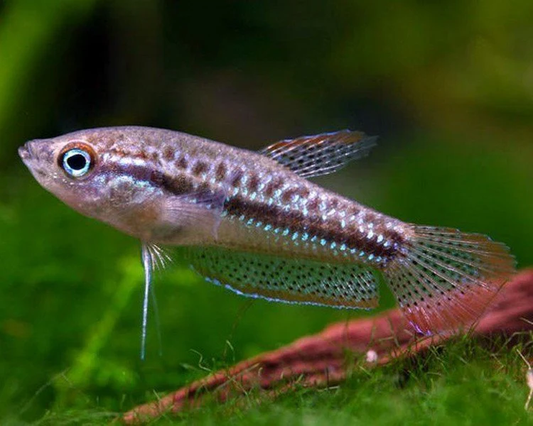 SPARKLING GOURAMI