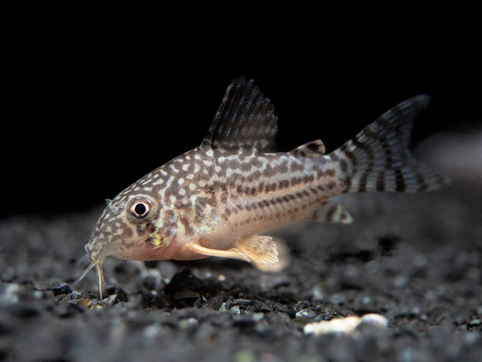 CORYDORAS STERBAI