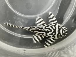 L-333 - White King Tiger Pleco